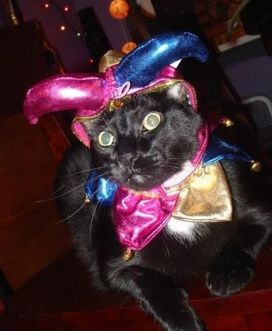 This Cat is Definitely Not AI